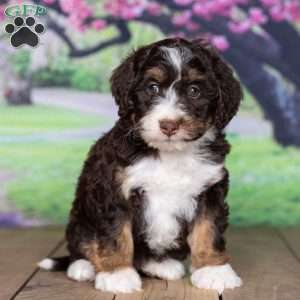 sara, Mini Bernedoodle Puppy